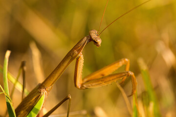 Closeup of praying mantis in the grass in Somers, Connecticut.