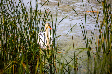 A male white swan with a red beak hides in the reeds. Looks out and watches carefully. Swims in calm water, in pond covered with duckweed. Reed thickets in the foreground out of focus, summer sunset.
