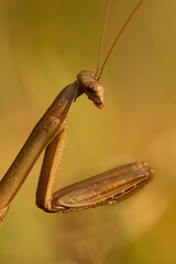 Closeup of praying mantis in the grass in Somers, Connecticut.