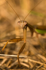 Closeup of praying mantis in the grass in Somers, Connecticut.