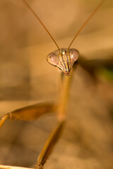 Closeup of praying mantis in the grass in Somers, Connecticut.