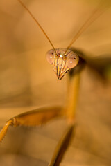 Closeup of praying mantis in the grass in Somers, Connecticut.