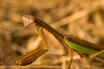 Closeup of praying mantis in the grass in Somers, Connecticut.