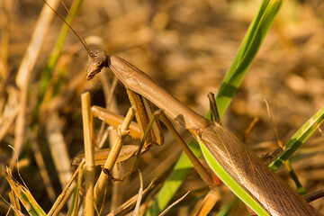 Closeup of praying mantis in the grass in Somers, Connecticut.