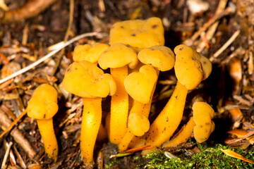 Jelly baby mushrooms at the John Hay National Wildlife Refuge.