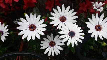 순수, 매혹적인 하얀 데이지