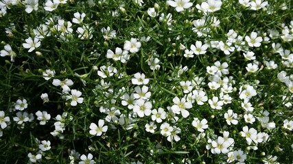 귀엽고 앙증맞은 만개한 안개초