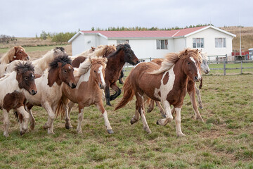 Isländer beim Pferdeabtrieb im Herbst in Island fotografiert.