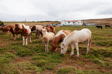 Fototapeta na wymiar Isländer beim Pferdeabtrieb im Herbst in Island fotografiert.