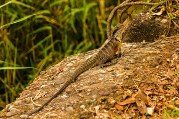 Australian Dragon Lizard