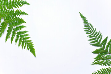 fern leaves on flat lay. Copy space