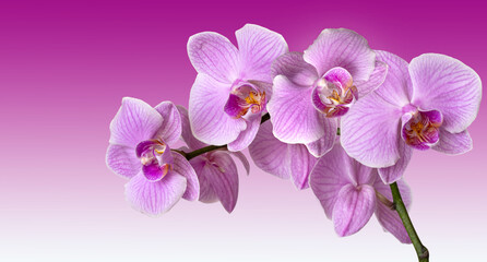 Pink orchid on gradient background