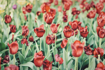 Bright flowers of tulips on a tulip field on a sunny morning