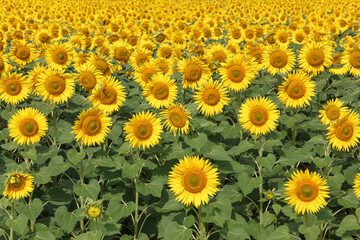 field of sunflowers