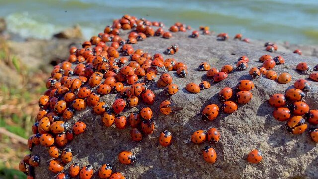 Many ladybugs on the Azov sea in russia. A lot of insects bask on the stone near the sea. Invasion of ladybirds.
