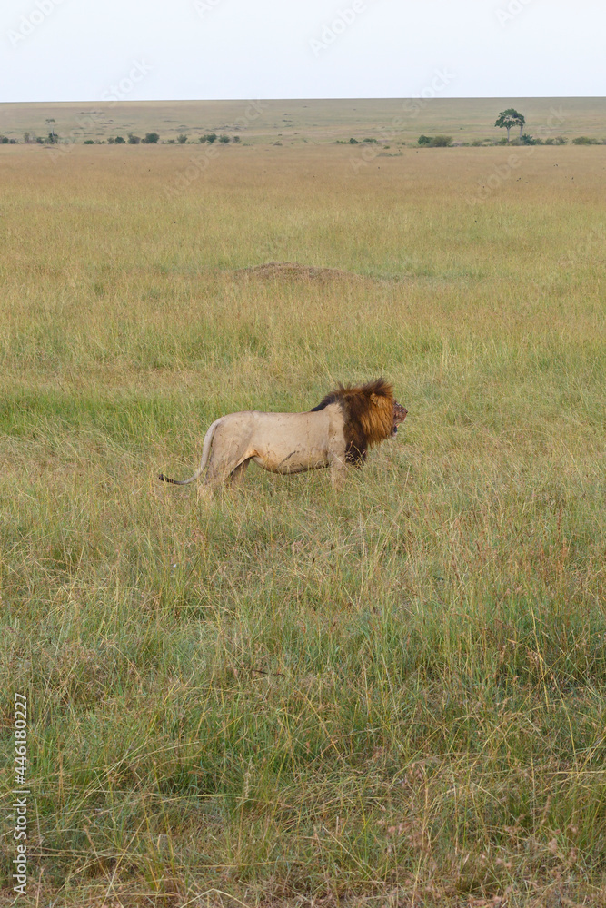 Canvas Prints Big male Lion at standing in the grassland in africa