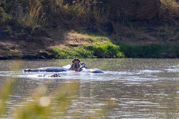 River with fighting hippos in the water