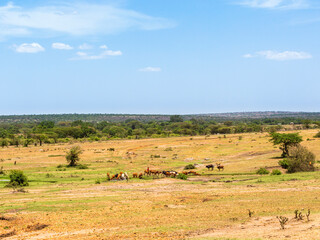 Fototapeta na wymiar Savanna landscape with cattle in Africa