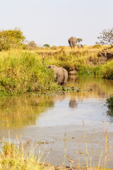 Naklejka na ściany i meble Elephants in a river in Africa