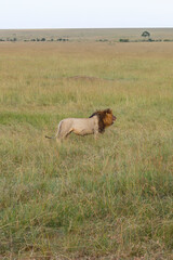 Big male Lion at standing in the grassland in africa