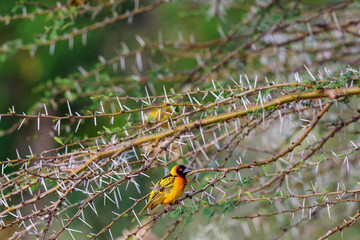Thorn bush with a Village weaver male on a branch