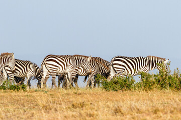 Fototapeta na wymiar Zebras walking on the savanna