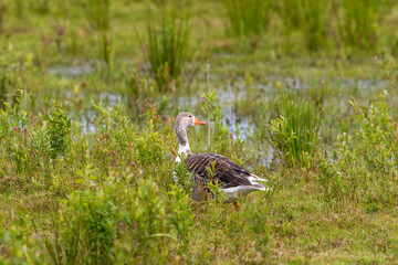 Hybridized goose in the grass on the beach