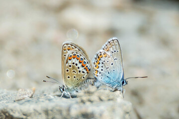 Fototapeta na wymiar Macro photography of two blue lycaenidae butterflies, polyommatini, that mate. Bright blurred background out of focus with copy space and place for text.