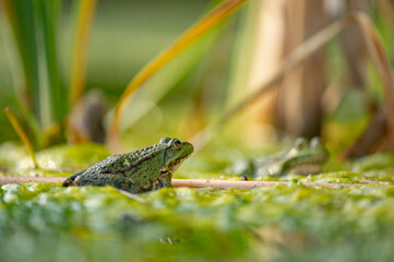 Grenouille verte