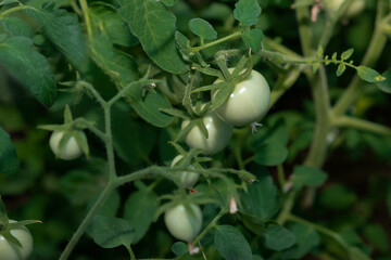 Green, unripe tomatoes on a branch. Gardening and horticulture concept