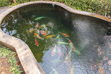 koi fish in the garden pond