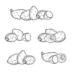 Edible cactus.Vector  illustration.