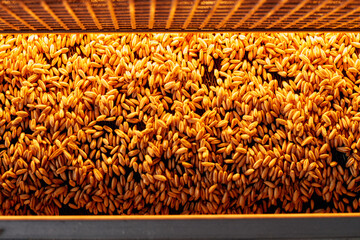Drying fresh golden wheat grains