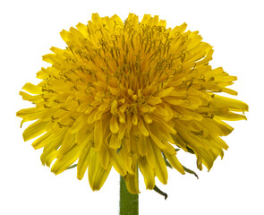 Blooming yellow dandelion flowers Taraxacum officinale isolated on a white background.