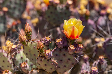 Santa Rita Prickly Pear Cactus with yellow flower.
