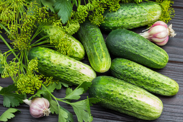 Fresh cucumbers. Dill sprigs with seeds and head of garlic