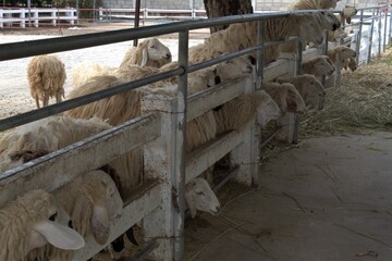 sheep in the farm