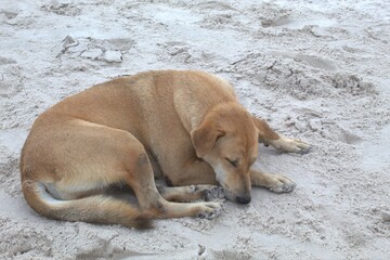 Fototapeta na wymiar A sleepy beach dog