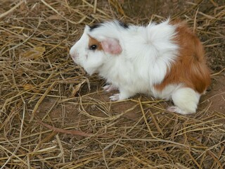 A triple color guinea pig