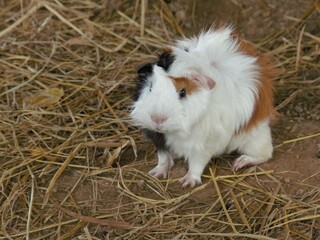 A triple color guinea pig