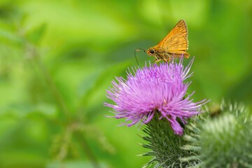 A large skipper, a small orange butterfly, sitting on a purple thistle flower. Green vegetation in the background. Summer day in nature.