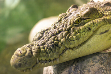 A close-up of crocodile head 