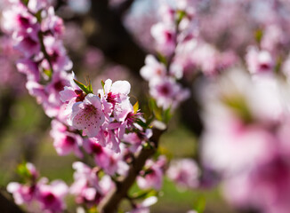 Close-up of blossoming of peach in the fields and meadows of Europe in the spring