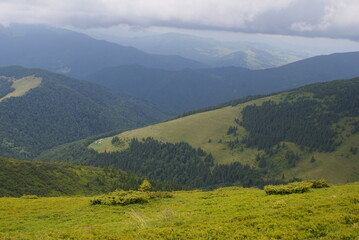 Fototapeta na wymiar Mountains, Carpathians, Ukraine, alpine meadows.