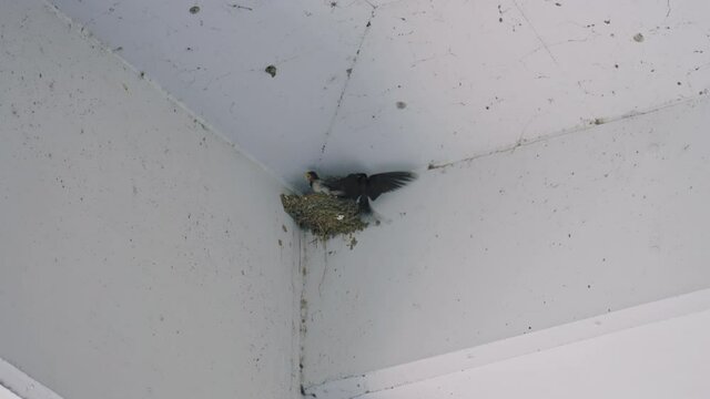 我が子に餌を運ぶ、ツバメの親鳥 4K UHD