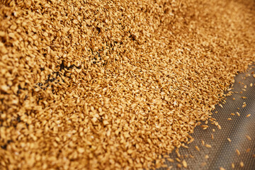 Abundance of golden wheat grains