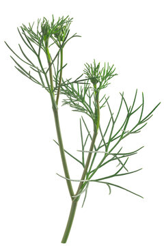 Ajwain or ajowan (Trachyspermum ammi) herb, fresh, isolated