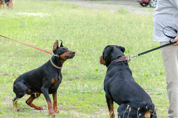 Meeting of two black pets in dog park. Adult Rottweiler in front