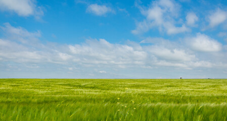 field of wheat and blue sky in dobrogea region, romania