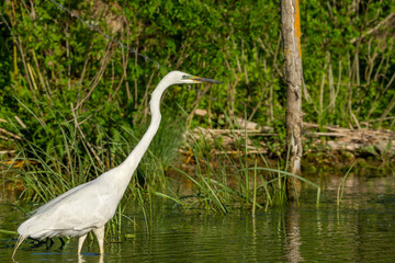 great white egret, danube delta, romania
